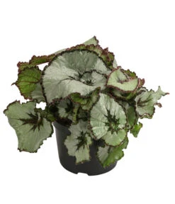 Blattbegonie - Begonia Rex Hybride, Verschiedene Sorten