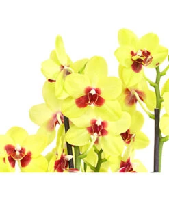 Schmetterlingsorchidee - Phalaenopsis Cultivars, Verschiedene Sorten -Compo Verkaufsgeschäft 8299695 PR DE 001 SchmetterlingsorchideePhalaenopsis4TrieberSFT13DehnerExpressHerzig