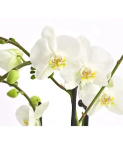 Schmetterlingsorchidee - Phalaenopsis Cultivars, Verschiedene Sorten -Compo Verkaufsgeschäft 8299695 PR DE 001 SchmetterlingsorchideePhalaenopsis4TrieberT15DehnerExpressHerzig