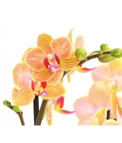 Schmetterlingsorchidee - Phalaenopsis Cultivars, Verschiedene Sorten -Compo Verkaufsgeschäft 8299695 PR DE 002 SchmetterlingsorchideePhalaenopsis4TrieberSFT13DehnerExpressHerzig