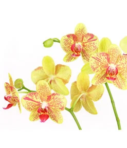 Schmetterlingsorchidee - Phalaenopsis Cultivars, Verschiedene Sorten -Compo Verkaufsgeschäft 8299695 PR DE 002 SchmetterlingsorchideePhalaenopsis4TrieberT15DehnerExpressHerzig