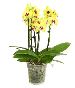 Schmetterlingsorchidee - Phalaenopsis Cultivars, Verschiedene Sorten -Compo Verkaufsgeschäft 8299695 PR FS 001 SchmetterlingsorchideePhalaenopsis4TrieberSFT13DehnerExpressHerzig