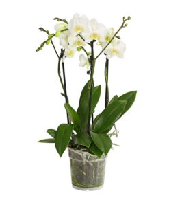 Schmetterlingsorchidee - Phalaenopsis Cultivars, Verschiedene Sorten -Compo Verkaufsgeschäft 8299695 PR FS 001 SchmetterlingsorchideePhalaenopsis4TrieberT15DehnerExpressHerzig