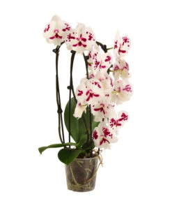 Schmetterlingsorchidee - Phalaenopsis Cultivars 'Big Lip', Kaskade