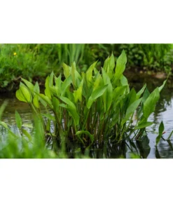 Gemeiner Froschlöffel