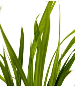 Hängende Segge - Riesen-Segge