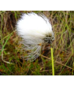 Schmalblättriges Wollgras -Compo Verkaufsgeschäft 8311383 BildFS 001 SchmalblaettrigesWollgrasEriophorumAngustifolium