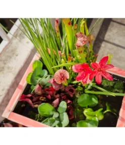 Dehner Wasserpflanzen-Arrangement -Compo Verkaufsgeschäft 8314841 PR DE 012 PflanzsetTerrassenteichAllgreen