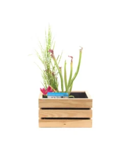 Dehner Wasserpflanzen-Arrangement