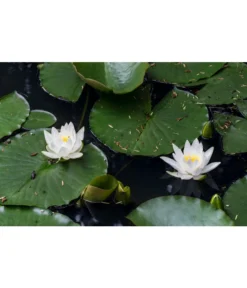 Dehner Seerose -Compo Verkaufsgeschäft 8315905 PR MO 002 NymphaeaSeeroseWeissLucknerJuni2015