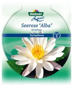 Dehner Seerose -Compo Verkaufsgeschäft 8315905 Seerose Alba Etikett 1 NEU