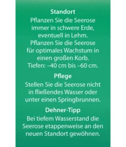 Dehner Seerose -Compo Verkaufsgeschäft 8315905 Seerose Alba Etikett 2