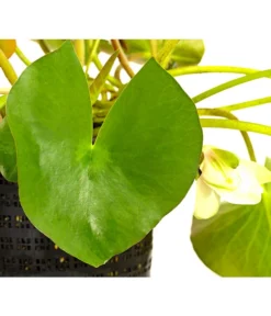 Dehner Seerose -Compo Verkaufsgeschäft 8315905 WE DE 001 SeeroseWeissNymphaeaHybrideWeissT14DehnerExpressHerzig