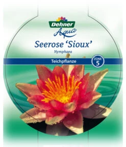 Dehner Seerose 'Sioux' -Compo Verkaufsgeschäft 8315947 Seerose Sioux Etikett 1 NEU