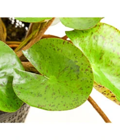 Dehner Seerose 'Sioux' -Compo Verkaufsgeschäft 8315947 WE DE 001 SeeroseOrangeGestielteBluetenNymphaeaHybrideT14DehnerExpressHerzig