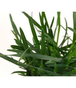 Blaugras 'Greenlee Hybrid' -Compo Verkaufsgeschäft 8316259 WE DE 002 SesleriaGreenleeHybridBlaugrasT7