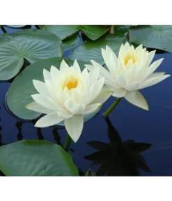 Dehner Seerose 'Gonnere'