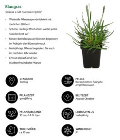 Blaugras 'Greenlee Hybrid' -Compo Verkaufsgeschäft 8320327 WE IG 001 Blaugras