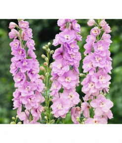 Rittersporn, Verschiedene Farben -Compo Verkaufsgeschäft 8352759 WE FS 003 RitterspornDelphiniumHybrideRosa