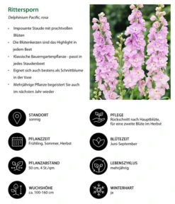 Rittersporn, Verschiedene Farben -Compo Verkaufsgeschäft 8352759 WE IG 001 Rittersporn