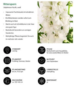 Rittersporn, Verschiedene Farben -Compo Verkaufsgeschäft 8352783 WE IG 001 RitterspornWeiss