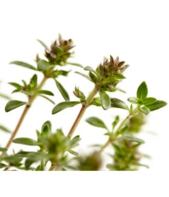 Bodendeckerthymian -Compo Verkaufsgeschäft 8365306 WE DE 001 ThymianThymusRotundifoliusT9Dehner