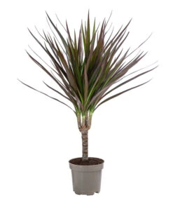 Zimmerpflanzen-Set Drachenhöhle, 4-teilig -Compo Verkaufsgeschäft 8400103 WE FS 001 DracaenaMarginataMagenta1erTuffT11