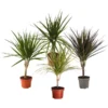 Zimmerpflanzen-Set Drachenhöhle, 4-teilig