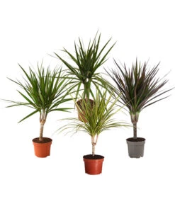 Zimmerpflanzen-Set Drachenhöhle, 4-teilig