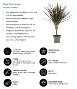 Zimmerpflanzen-Set Drachenhöhle, 4-teilig -Compo Verkaufsgeschäft 8400103 WE IG 001 Drachenbaum