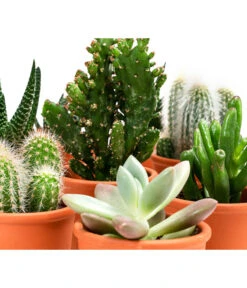 Sukkulenten- & Kakteen-Set In Keramik, Verschiedene Sorten, 15-teilig -Compo Verkaufsgeschäft 8400665 WE DE 001 SukkulentenKakteenMixmitKeramik