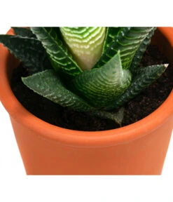 Sukkulenten- & Kakteen-Set In Keramik, Verschiedene Sorten, 15-teilig -Compo Verkaufsgeschäft 8400665 WE DE 002 SukkulentenKakteenMixmitKeramik