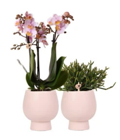 Pflanzen-Arrangement Scandic Rosé, 4-teilig