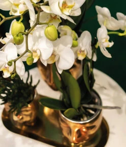 Pflanzen-Arrangement Boutique Chic, 5-teilig -Compo Verkaufsgeschäft 8401275 WE MO 002 PflanzensetBoutiqueChic