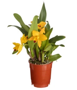 Cattleya-Orchidee - Cattleya Cultivars, Verschiedene Sorten -Compo Verkaufsgeschäft 8403321 PR FS 001 CattleyaHybrideSunriseT12DehnerExpressZS