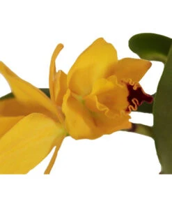Cattleya-Orchidee - Cattleya Cultivars, Verschiedene Sorten -Compo Verkaufsgeschäft 8403321 WE DE 001 CattleyaHybrideSunriseT12DehnerExpressZS