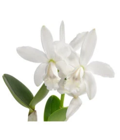 Cattleya-Orchidee - Cattleya Cultivars, Verschiedene Sorten -Compo Verkaufsgeschäft 8403321 WE DE 001 CattleyaMixT12 DehnerExpressHerzig