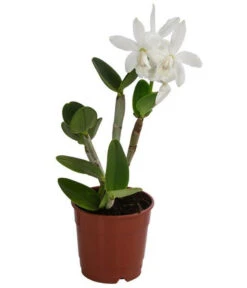 Cattleya-Orchidee - Cattleya Cultivars, Verschiedene Sorten -Compo Verkaufsgeschäft 8403321 WE FS 001 CattleyaMixT12 DehnerExpressHerzig