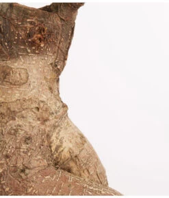 Chinesische Feige - Ficus Microcarpa 'Ginseng', In Keramik, Verschiedene Farben -Compo Verkaufsgeschäft 8404402 PR DE 001 FicusGinsengBonsaiKeramikschaleT23DehnerExpressZS