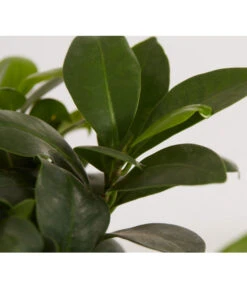 Chinesische Feige - Ficus Microcarpa 'Ginseng', In Keramik, Verschiedene Farben -Compo Verkaufsgeschäft 8404402 PR DE 002 FicusGinsengBonsaiKeramikschaleT23DehnerExpressZS
