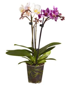 Midi Schmetterlingsorchideen-Duo - Phalaenopsis Cultivars