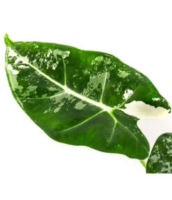 Pfeilblatt - Alocasia Micholitziana 'Frydek' Variegata, Panaschiert -Compo Verkaufsgeschäft 8404626 WE DE 001 AlocasiaFrydekVariegataT6 Pfeilblatt DehnerExpressHerzig