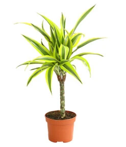 Drachenbaum - Dracaena Deremensis, Verschiedene Sorten -Compo Verkaufsgeschäft 8408809 WE FS 004 DrachenbaumDracaenaDeremesisMixT12DehnerExpressHerzig