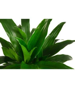 Drachenbaum - Dracaena 'Janet Craig', Hydrokultur -Compo Verkaufsgeschäft 8416711 WE DE 001 DracaenaJanetCraigHydroT19DrachenbaumDehnerExpressHerzig