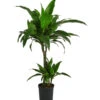 Drachenbaum - Dracaena 'Janet Craig', Hydrokultur