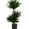 Drachenbaum - Dracaena Fragrans 'Green Jewel', Hydrokultur