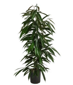 Birkenfeige - Ficus Binnendijkii 'Amstel King', Hydrokultur