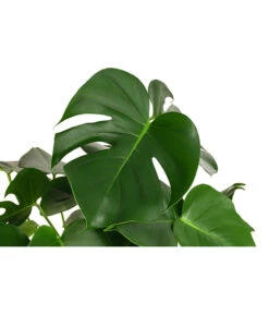 Fensterblatt - Monstera Deliciosa, Hydrokultur -Compo Verkaufsgeschäft 8416802 WE DE 001 MonsteraDeliciosa2erHydroT18 19FensterblattDehnerExpressHerzig