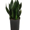 Bogenhanf - Sansevieria Trifasciata 'Black Jade', Hydrokultur