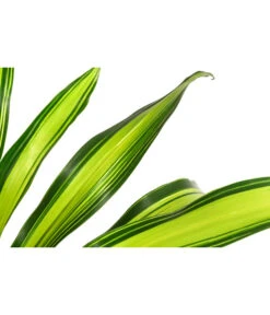 Drachenbaum - Dracaena Fragrans 'Burley', Hydrokultur -Compo Verkaufsgeschäft 8416950 WE DE 001 DracaenaFragransBurleyHydroT25 19DrachenbaumDehnerExpressHerzig